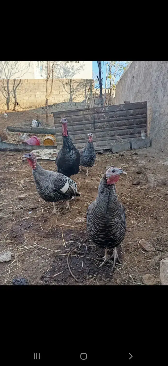 بوقلمون|حیوانات مزرعه|آشخانه, |دیوار