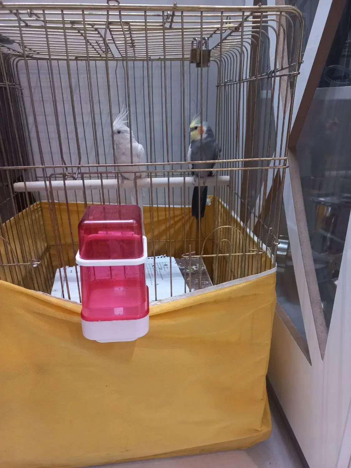 عروس نر و ماده دستی|پرنده|قم, عمار یاسر|دیوار