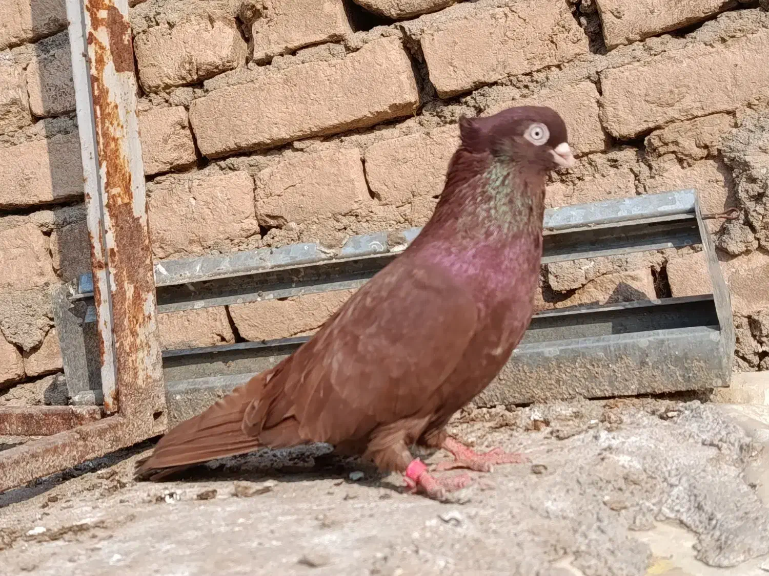 کبوتر صرب نر|پرنده|بکتاش, |دیوار