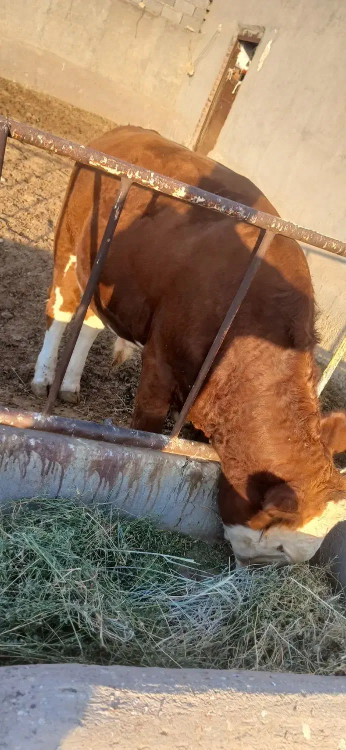 گوساله نر|حیوانات مزرعه|تبریز, |دیوار