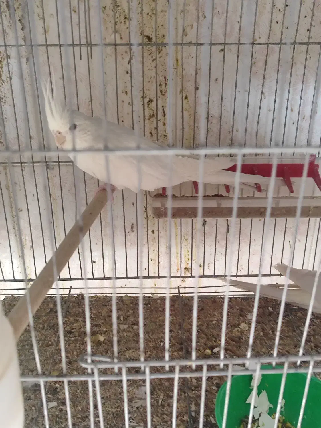 عروس جفت|پرنده|سیرجان, |دیوار