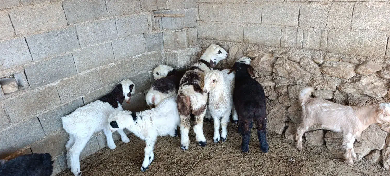 میش و شیشک بره داری اصل داشتی|حیوانات مزرعه|جره و بالاده, |دیوار