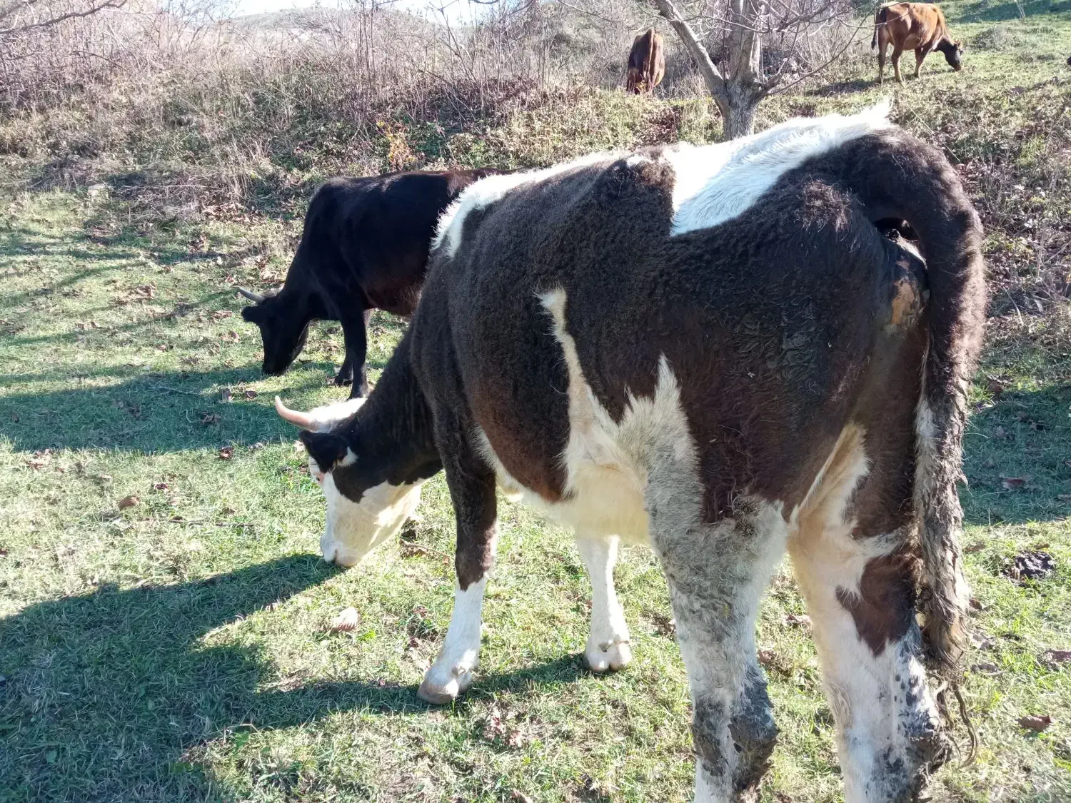 گاو|حیوانات مزرعه|هوراند, |دیوار