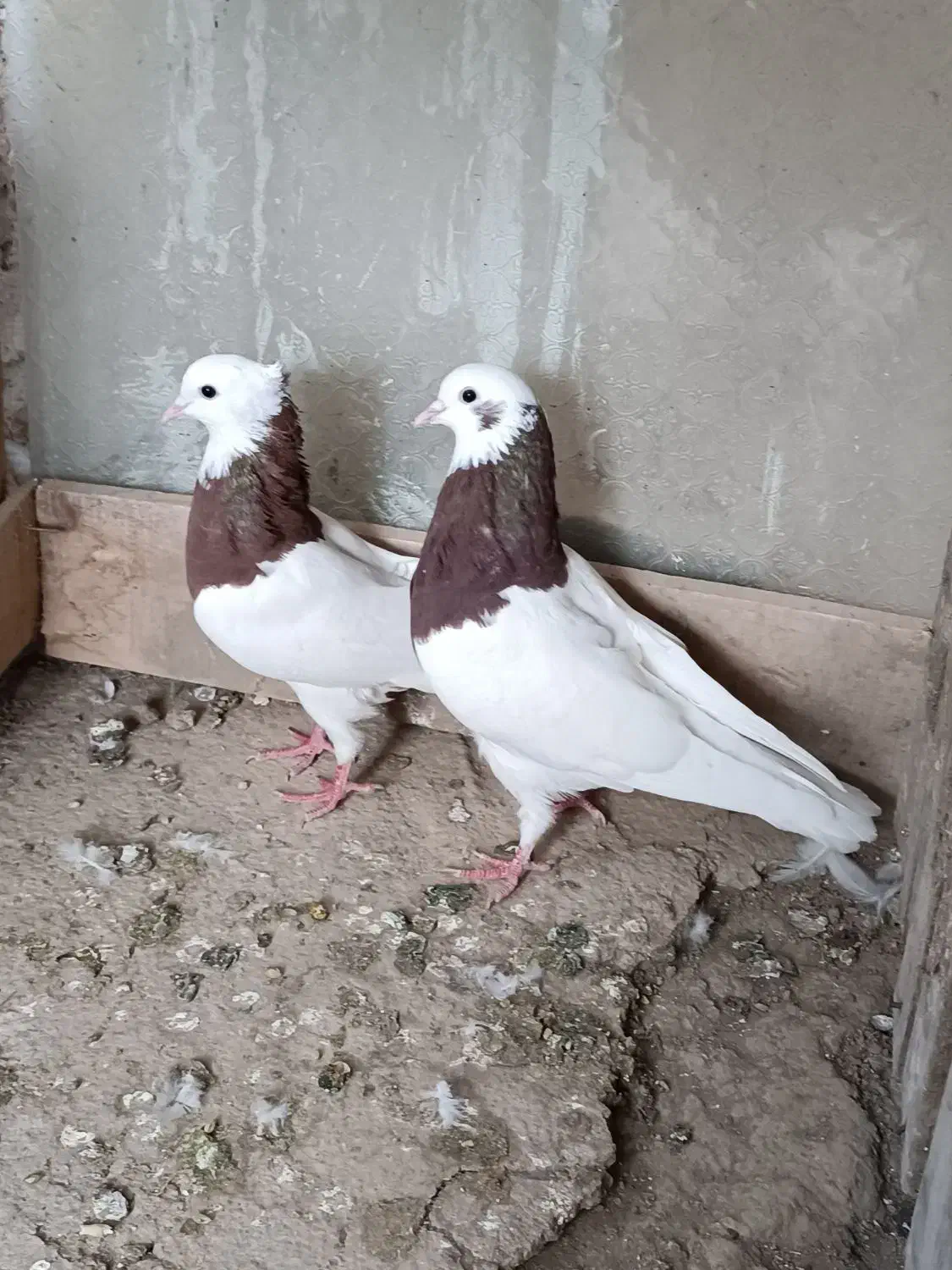 یه جفت طوقی قرمز|پرنده|میاندوآب, |دیوار