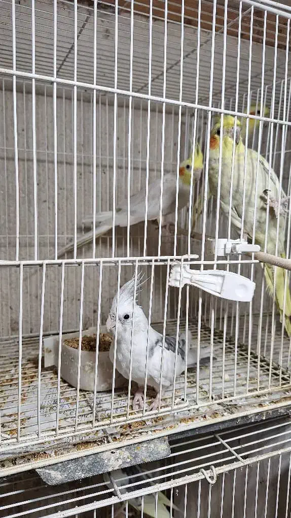 عروس هلندی|پرنده|لاهیجان, لیالستان|دیوار