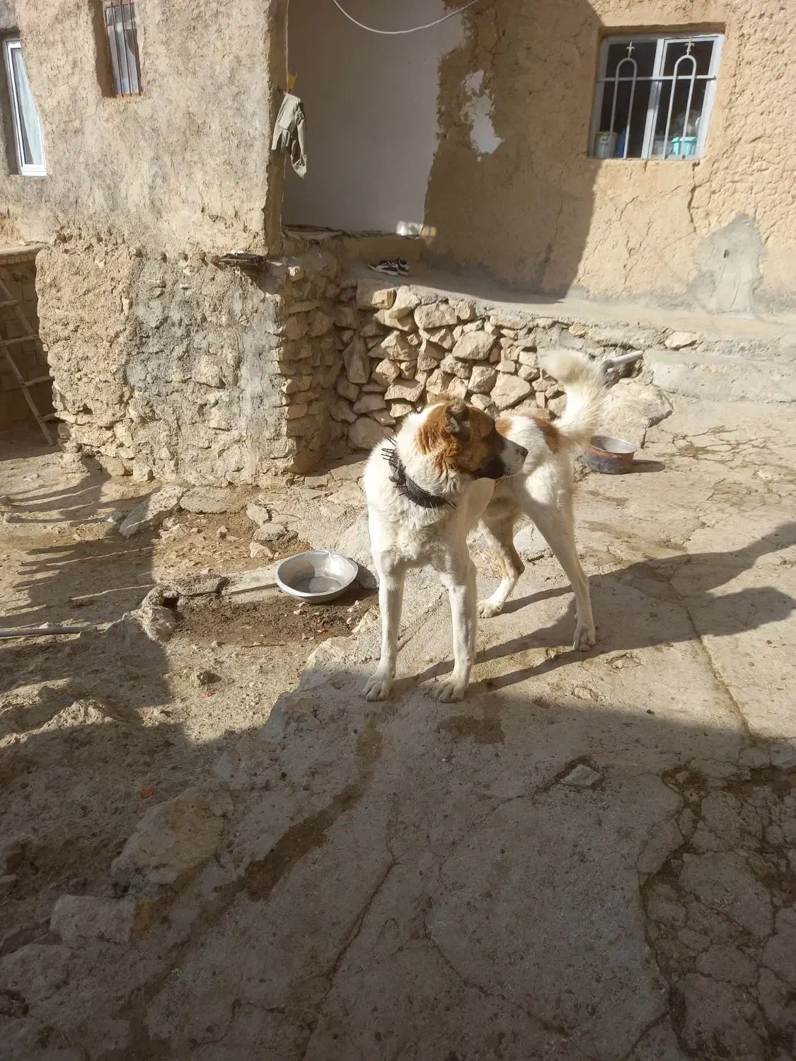 ۷تومان|سگ|بجنورد, |دیوار