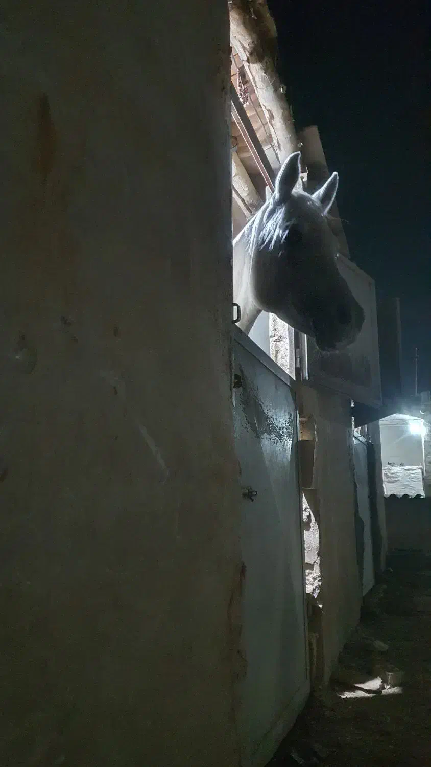 عرب مصری ۲سر|اسب و تجهیزات اسبسواری|نجفآباد, سعدی|دیوار