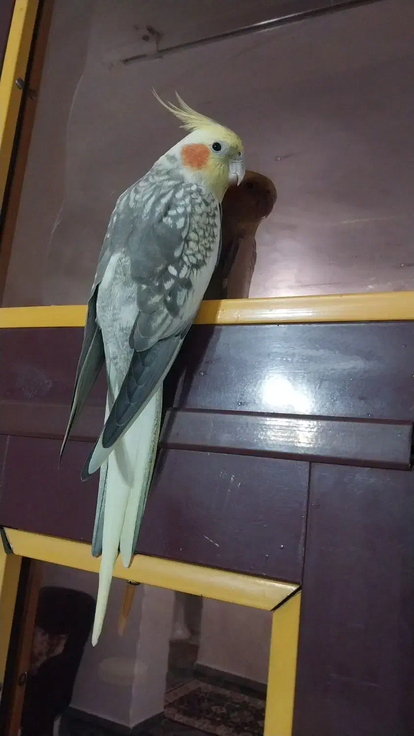 عروس هلندی نر|پرنده|فومن, |دیوار