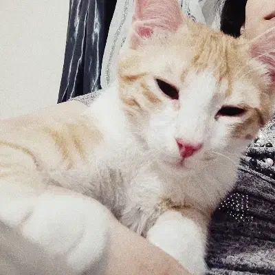 گربه بازیگوش واگزاری|گربه|پرند, فاز ۶|دیوار