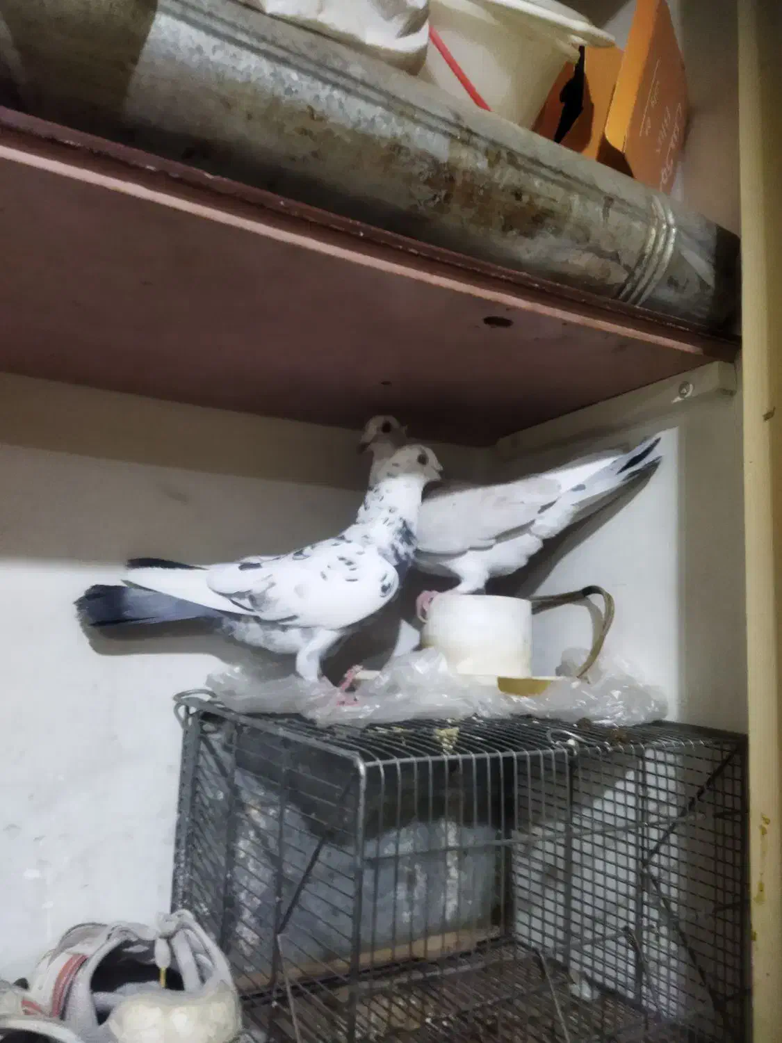 کفتر|پرنده|تهران, شهرک ولیعصر جنوبی|دیوار