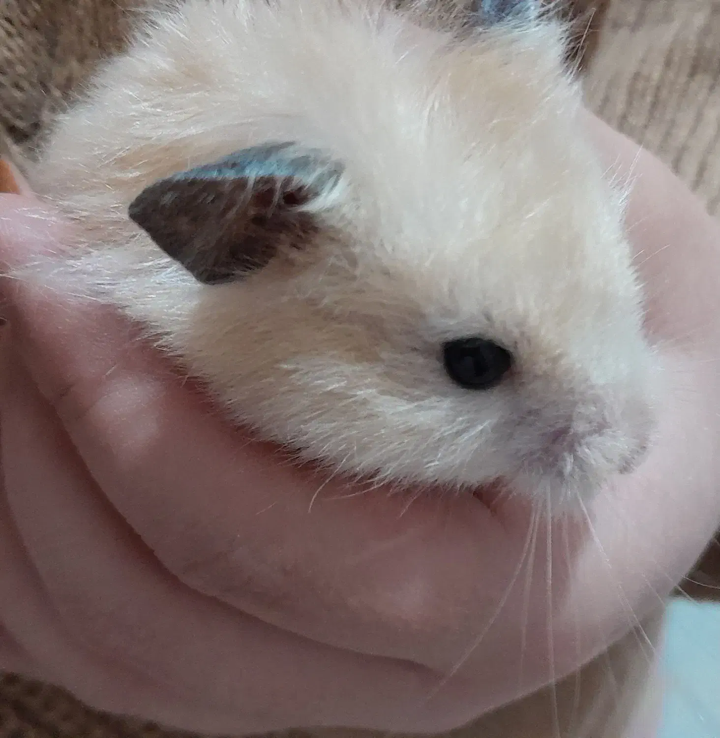 همستر|موش و خرگوش|فولادشهر, B1|دیوار