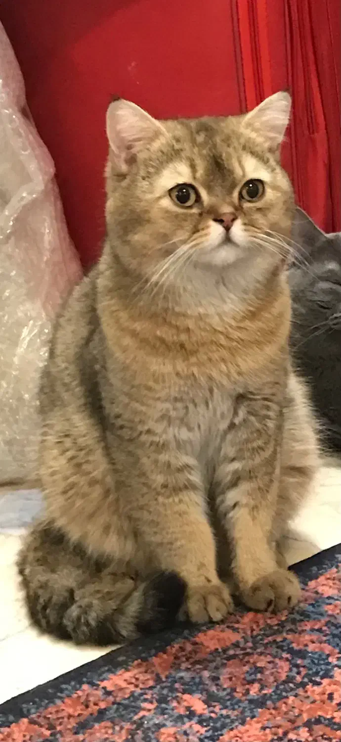 گربه بریتیش گلدن|گربه|تهران, سازمان برنامه جنوبی|دیوار