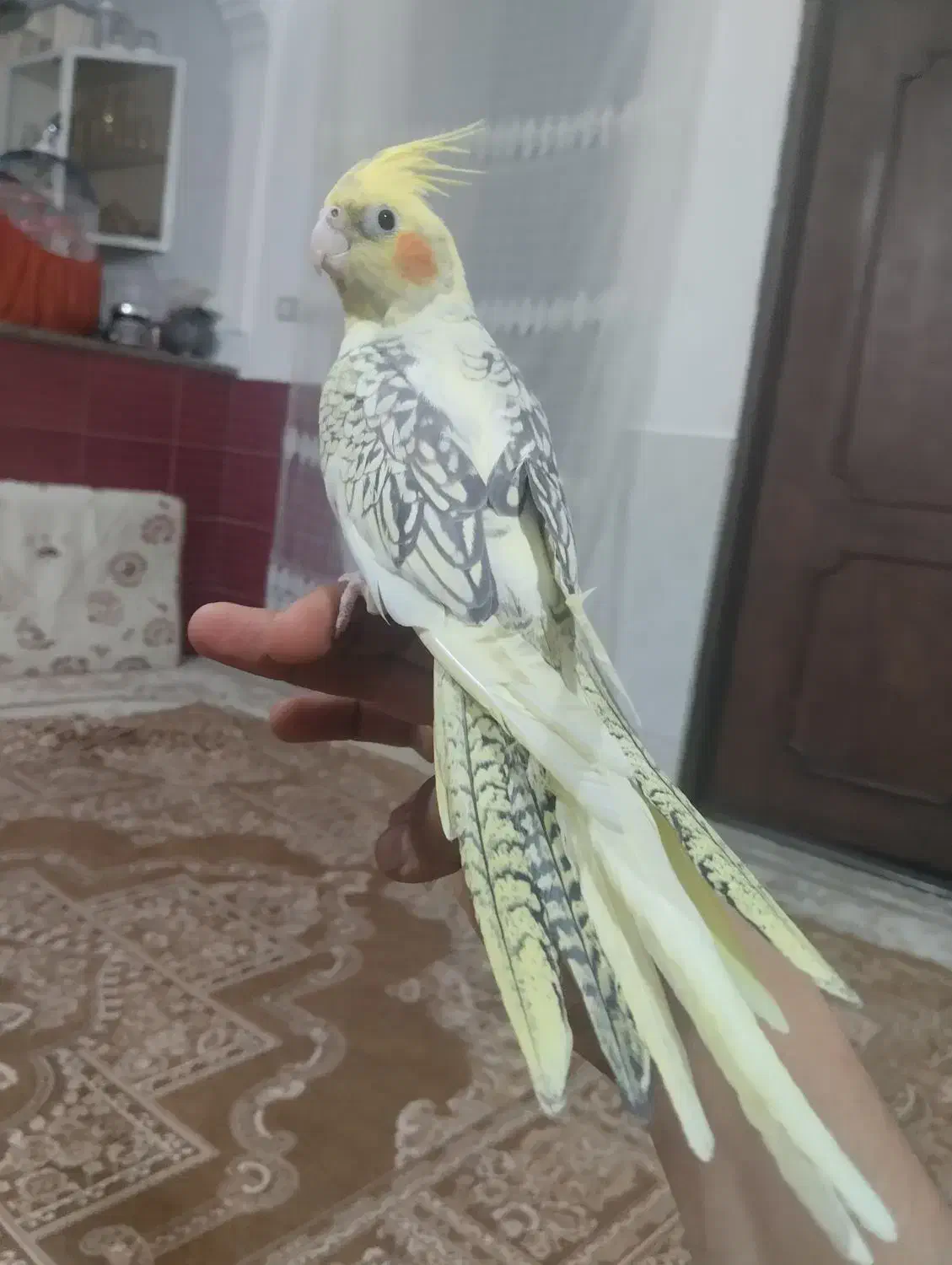 عروس هلندی|پرنده|سنقر, |دیوار