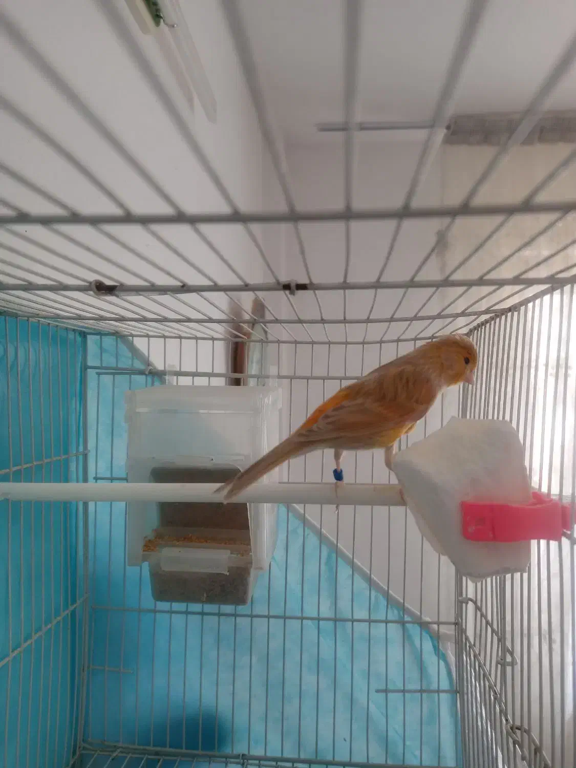 قناری اوپال سرخ نر|پرنده|مشهد, امیریه|دیوار