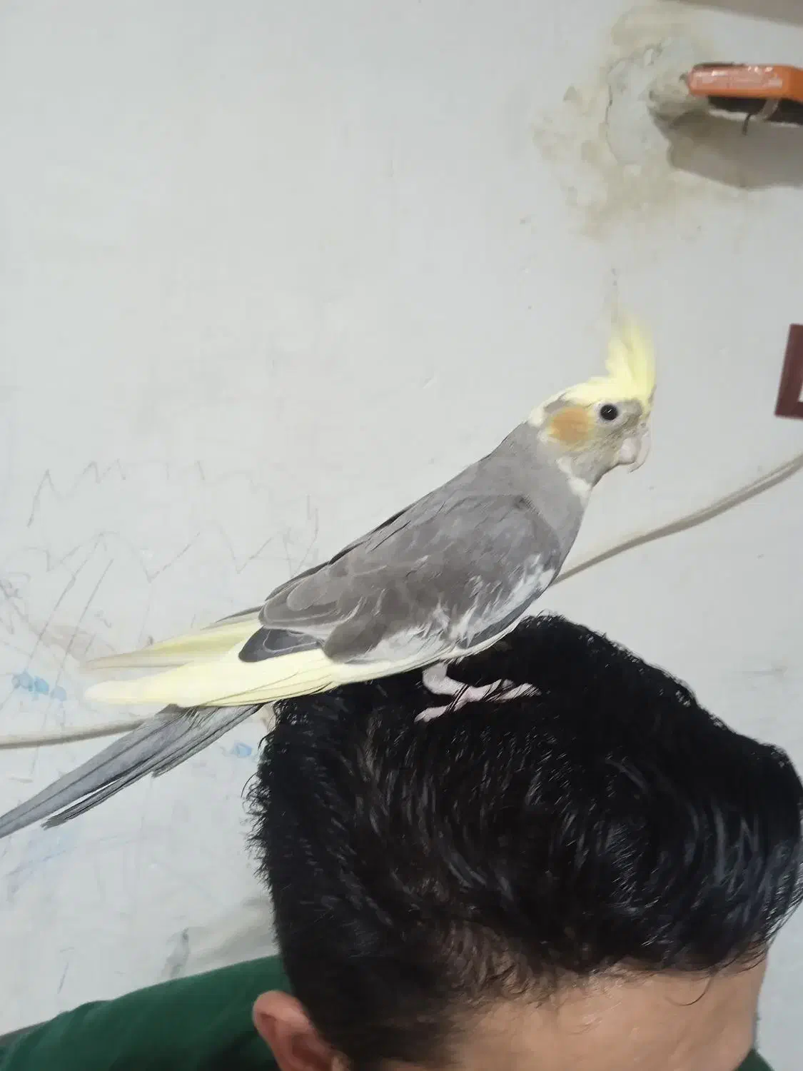 طوطی عروس هلندی|پرنده|کیاشهر, |دیوار