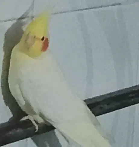 طوطی هلندی نر سخنگو|پرنده|تبریز, |دیوار