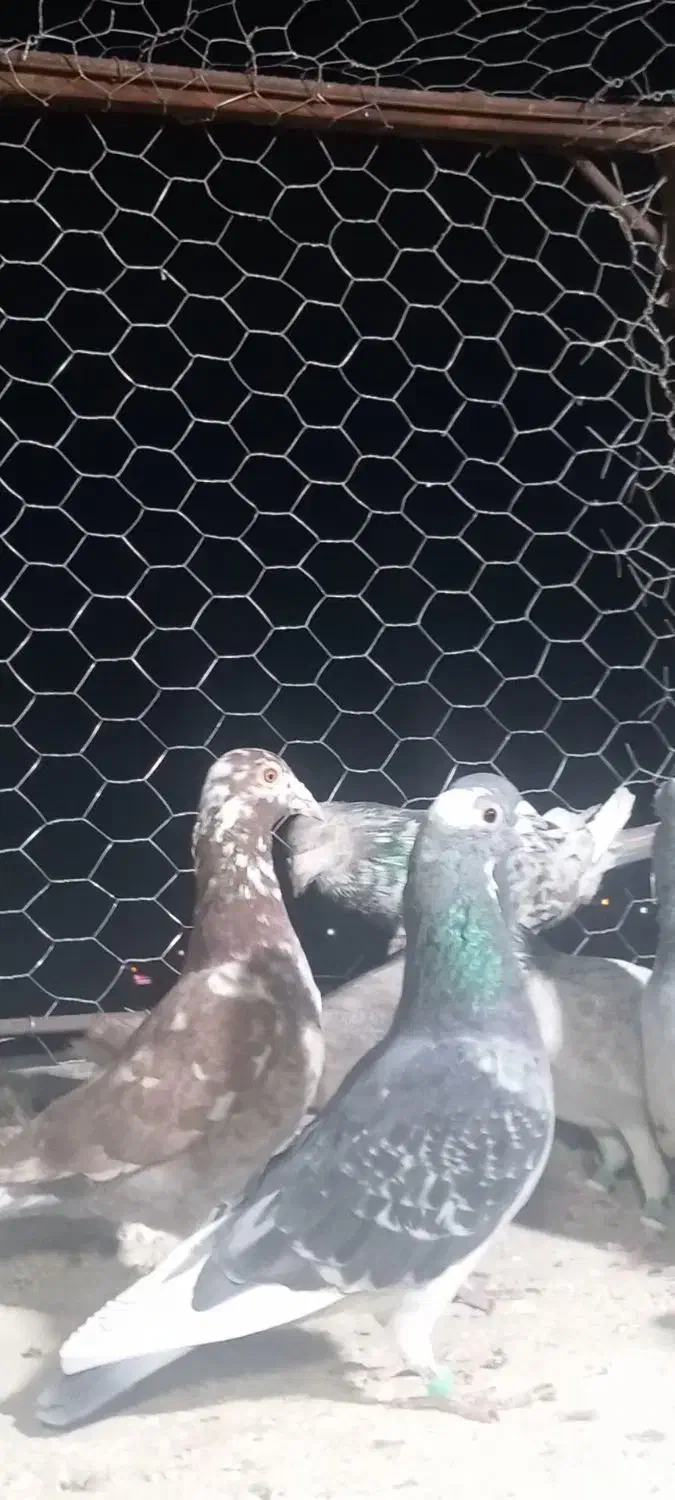 بیست عدد کفتر هوایی|پرنده|شیراز, شاپورجان|دیوار