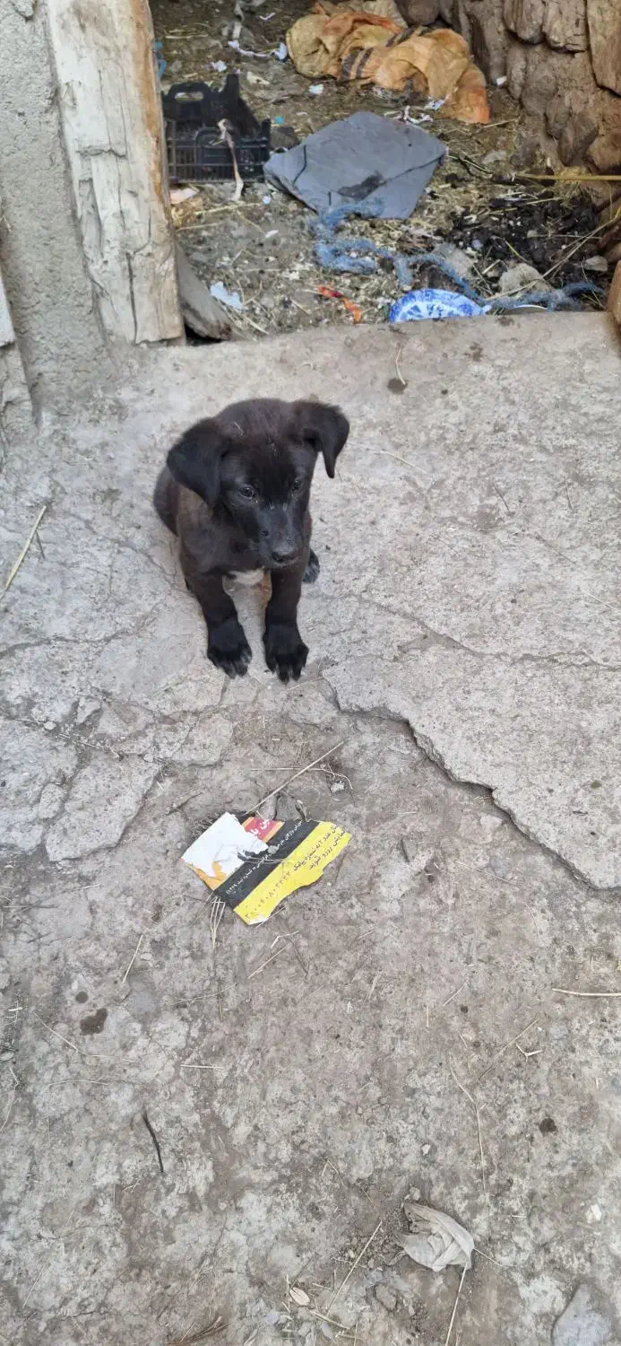 سگ عراقی|سگ|ورزقان, |دیوار