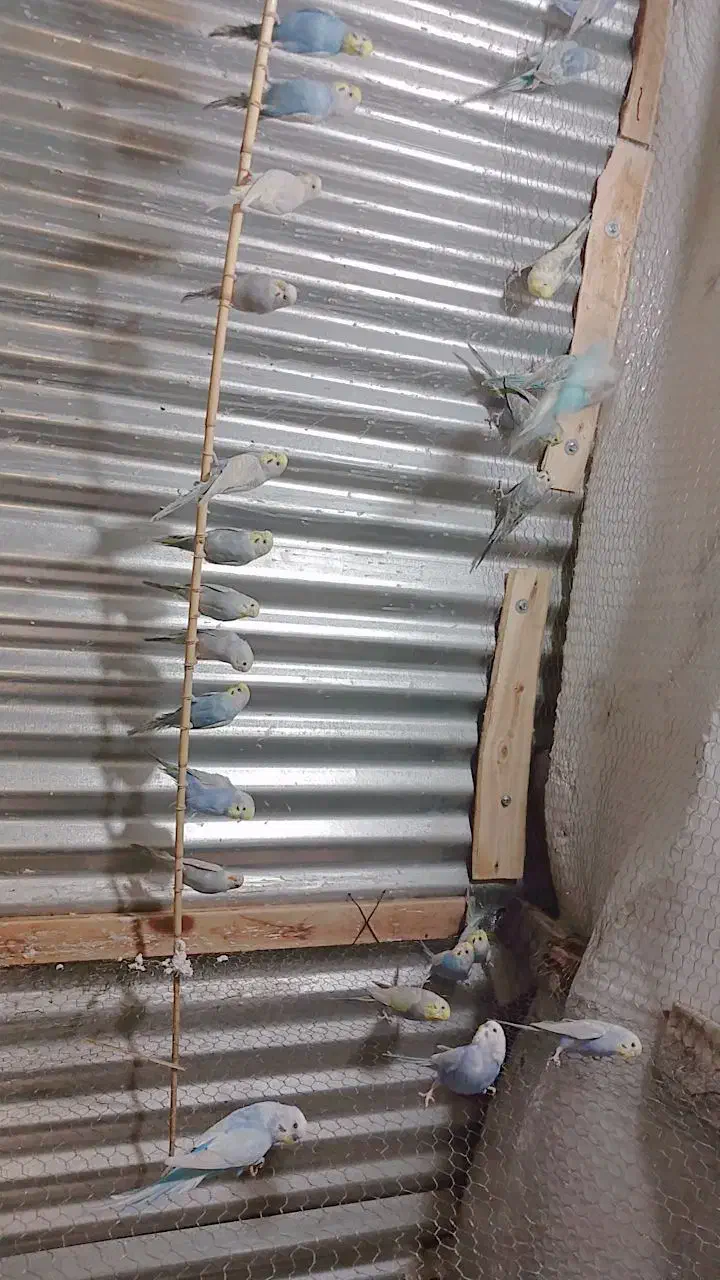 مرغ عشق رینبو|پرنده|علی‌آباد کتول, |دیوار