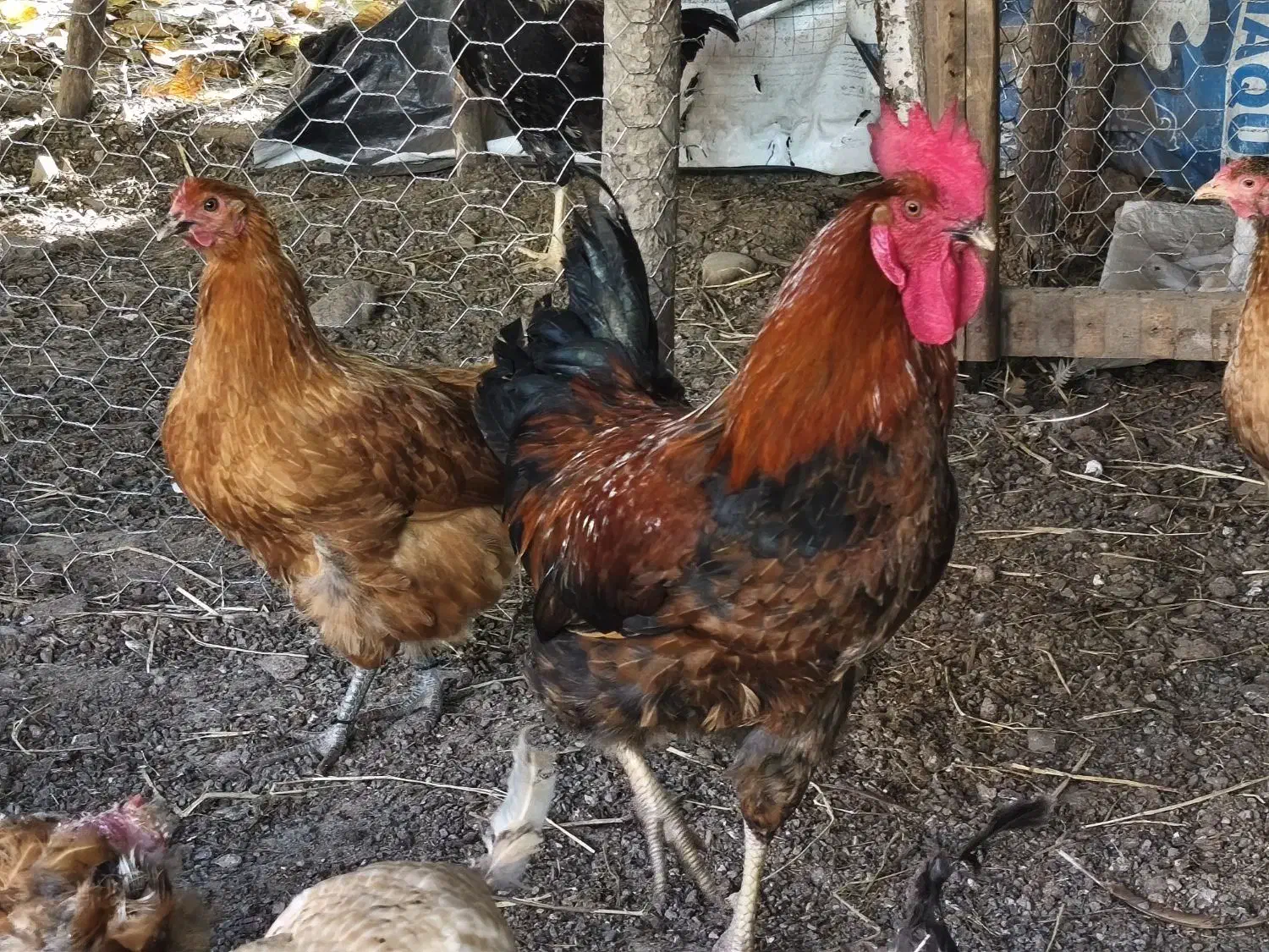 فروش خروس محلی گلپایگانی|حیوانات مزرعه|کلاردشت, |دیوار