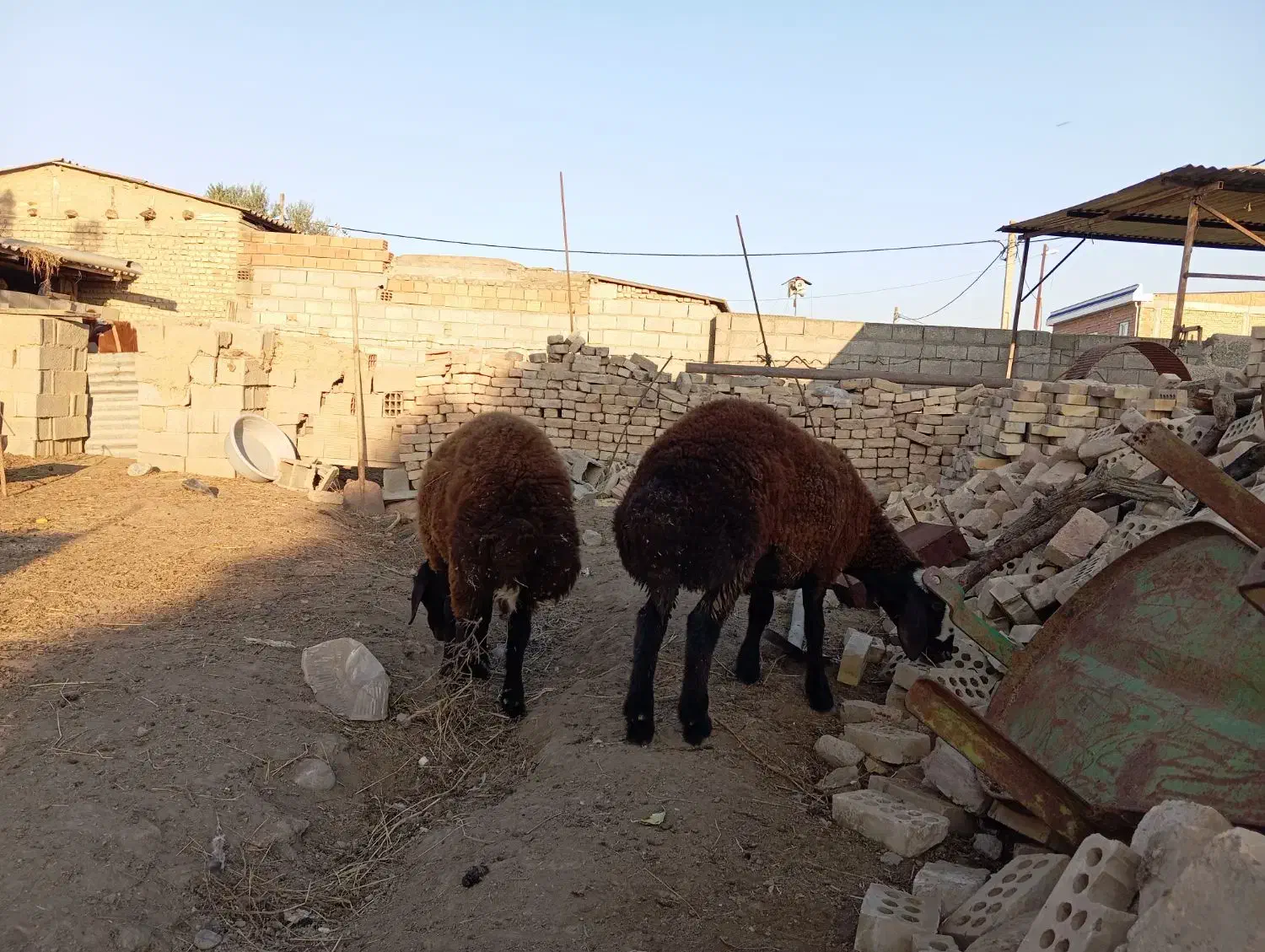 بره پرواری گوشتی نر وماده|حیوانات مزرعه|انبارآلوم, |دیوار