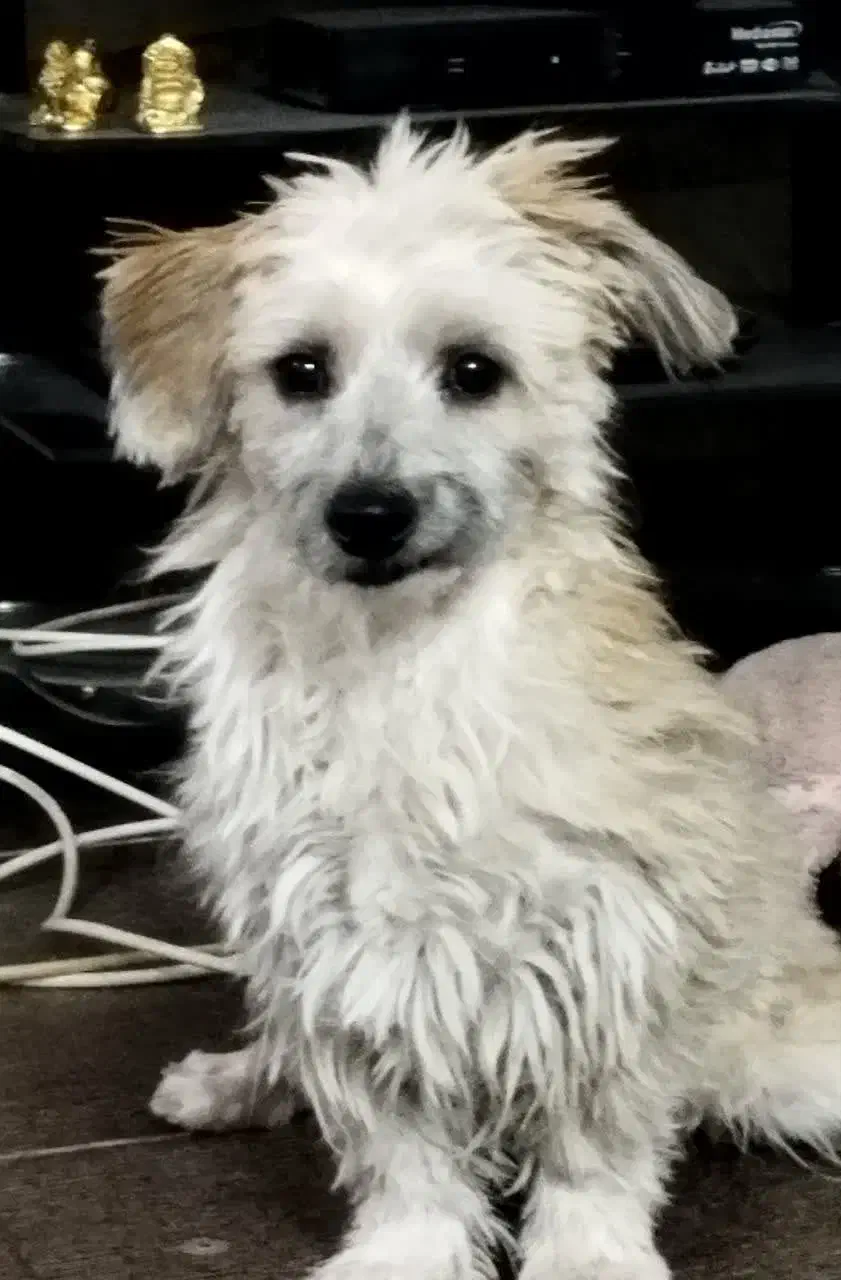 گمشده|حیوانات|اصفهان, شیخ اشراق|دیوار