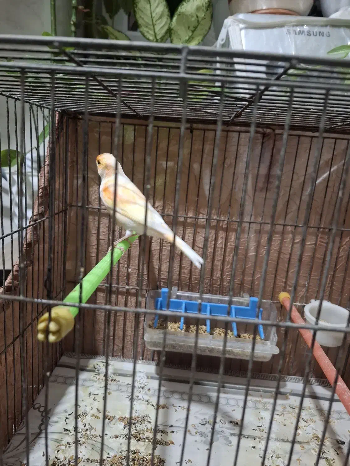 قناری نر و ماده|پرنده|قدس, شهرک فرزان|دیوار