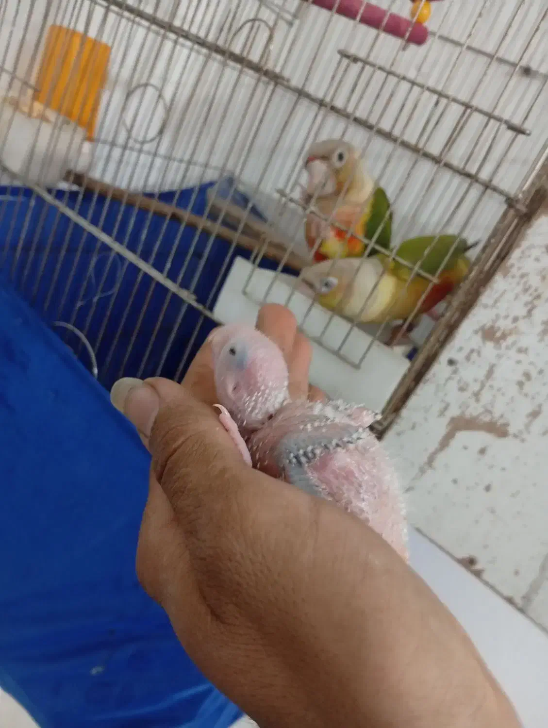 گرینچیک جوجه ۱۵روزه یک عدد|پرنده|سبزوار, شرق کال جنوبی (شمس آبادی)|دیوار