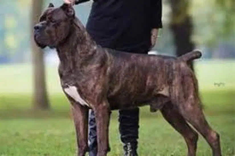 ایتالین ماستیف Cane Corso نگهبان باهوش|سگ|باغستان, |دیوار