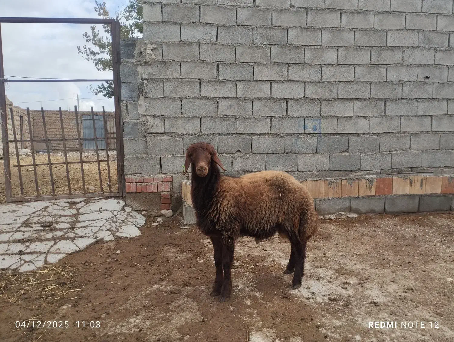 «بره قوچ هترو»|حیوانات مزرعه|بجنورد, |دیوار