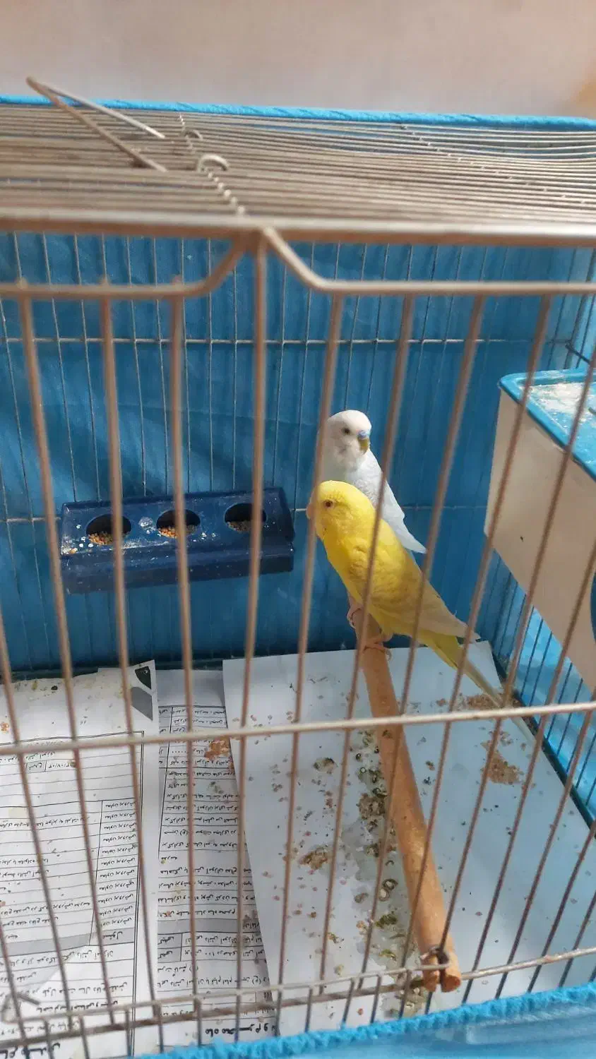 مرغ عشق|پرنده|فولادشهر, فولادشهر|دیوار