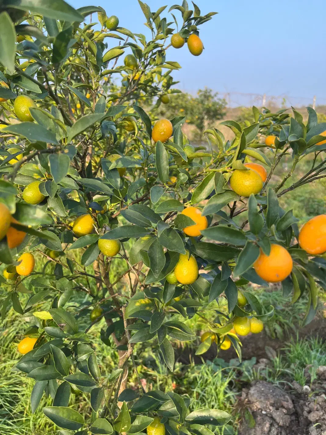 فروش میوه کامکوات|عمدهفروشی|نشتارود, |دیوار