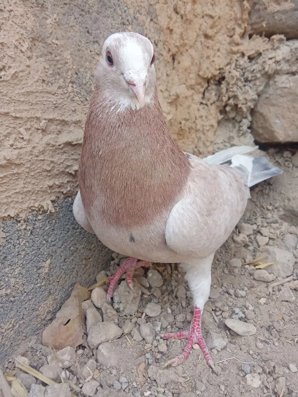 کفتر های پرشی|پرنده|شیروان (خراسان), |دیوار