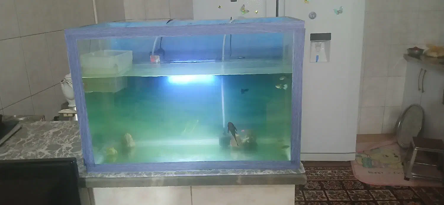 آکواریوم ۶۰در ۴۰|ماهی|قم, ولیعصر|دیوار