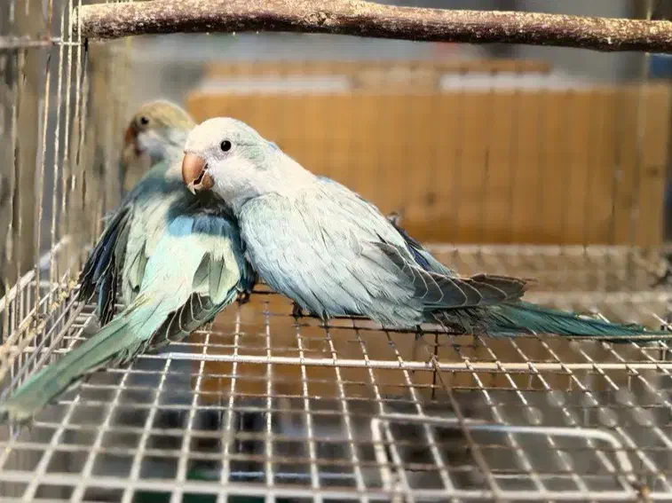 جفت راهب و گرینچیک مشکدار|پرنده|رشت, منظریه|دیوار