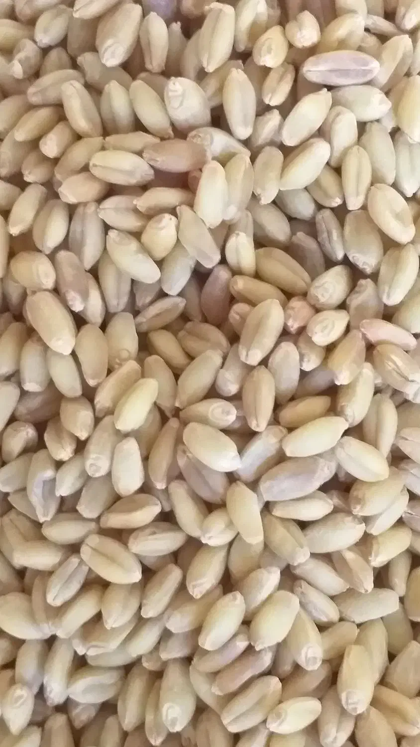 گندم کوهدشت بوجاری شده|لوازم جانبی حیوانات|انگوت, |دیوار