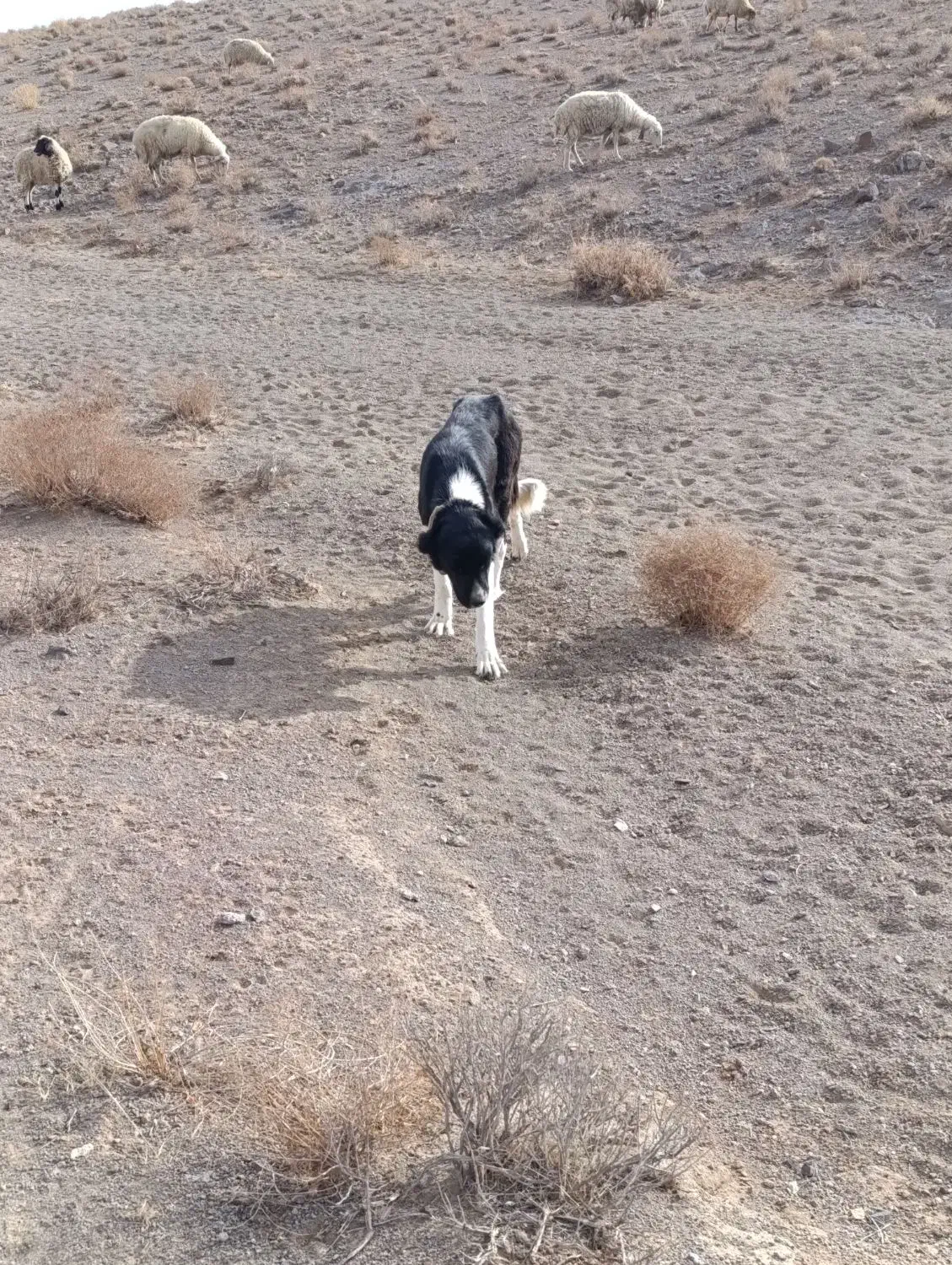 ماده  گله ای|سگ|کاشان, فاز ۲ ناجی آباد|دیوار