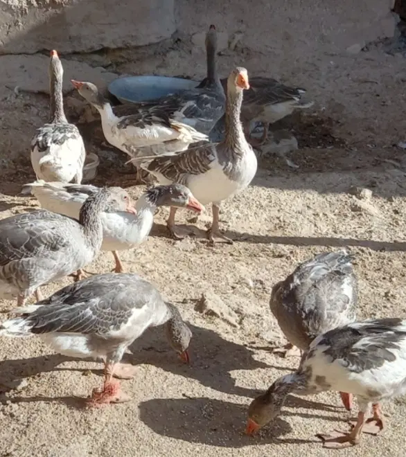 غاز|حیوانات مزرعه|ساوه, |دیوار