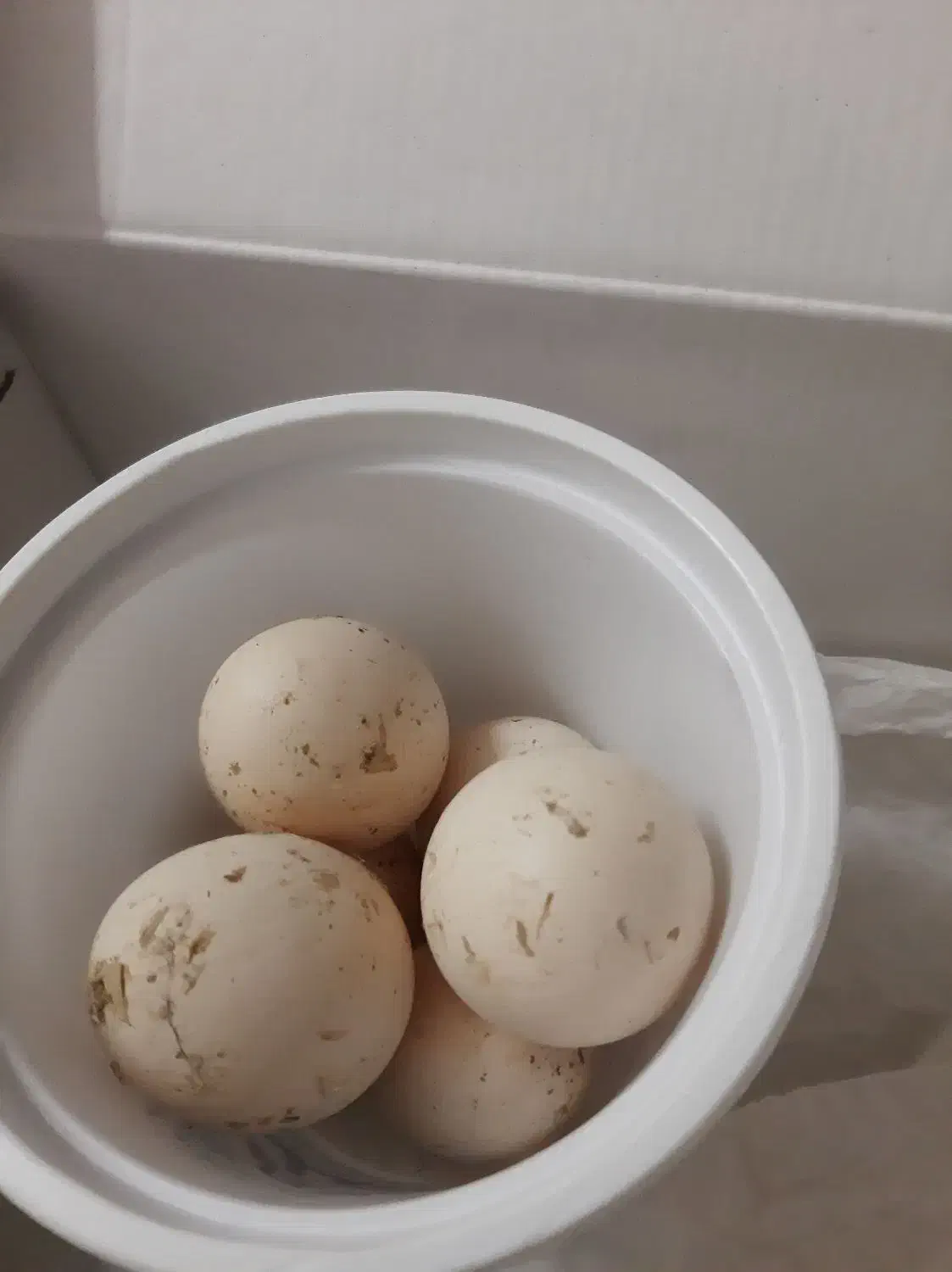 تخم مرغ نطفه دار لاری وگلین|حیوانات مزرعه|تبریز, |دیوار