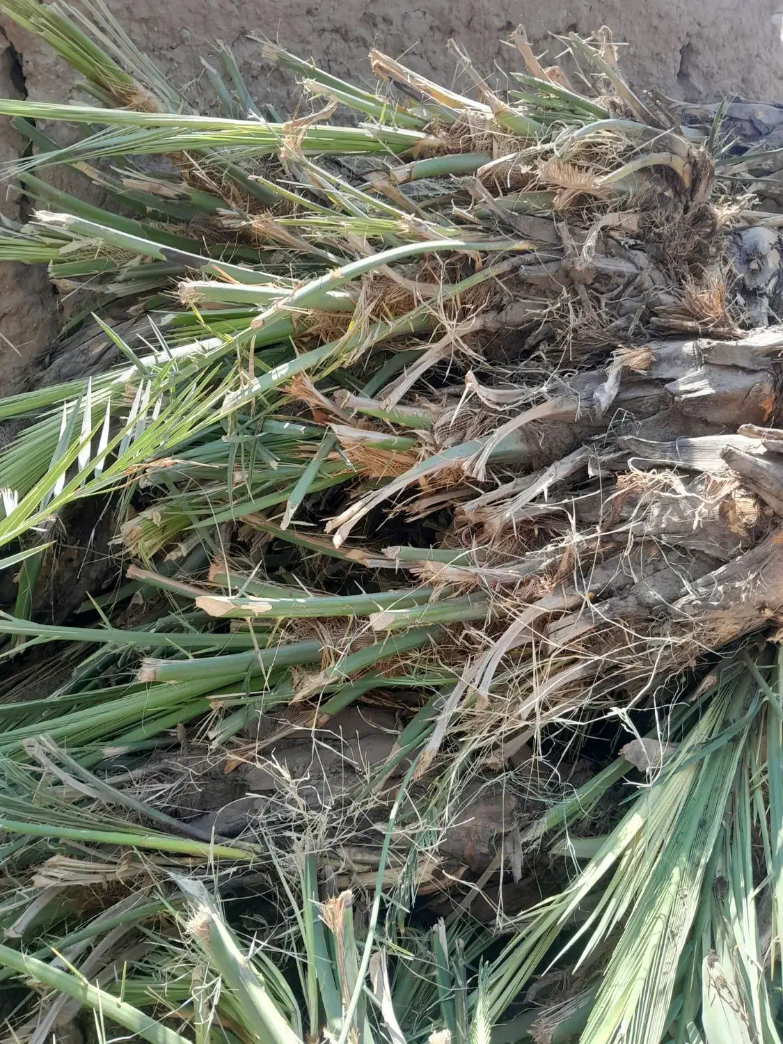 جونگ درخت|گل و گیاه طبیعی|فهرج, |دیوار