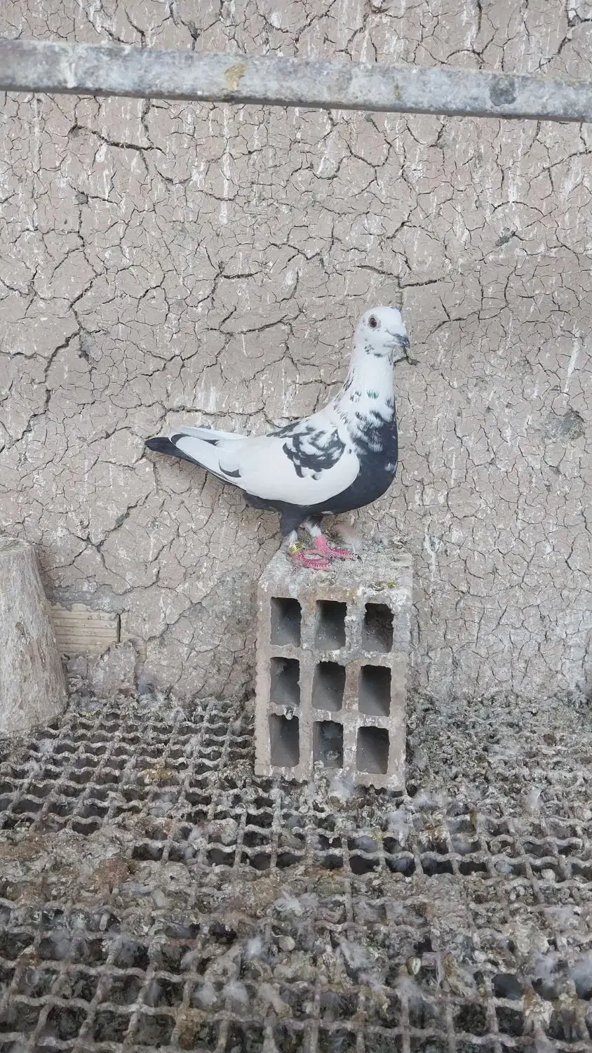 پلاکی ماده|پرنده|ابریشم, |دیوار