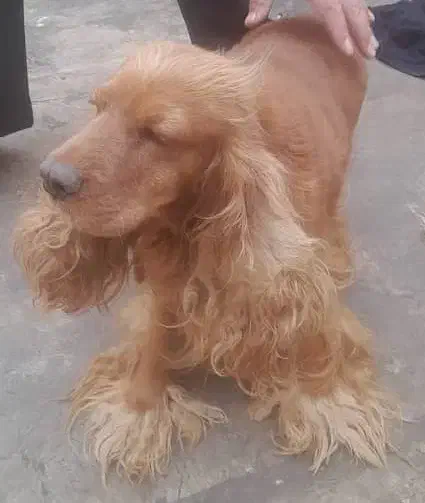 فروشی.سگ کوکر اسپانیل بالغ|سگ|شاهینشهر, شهرک میلاد|دیوار