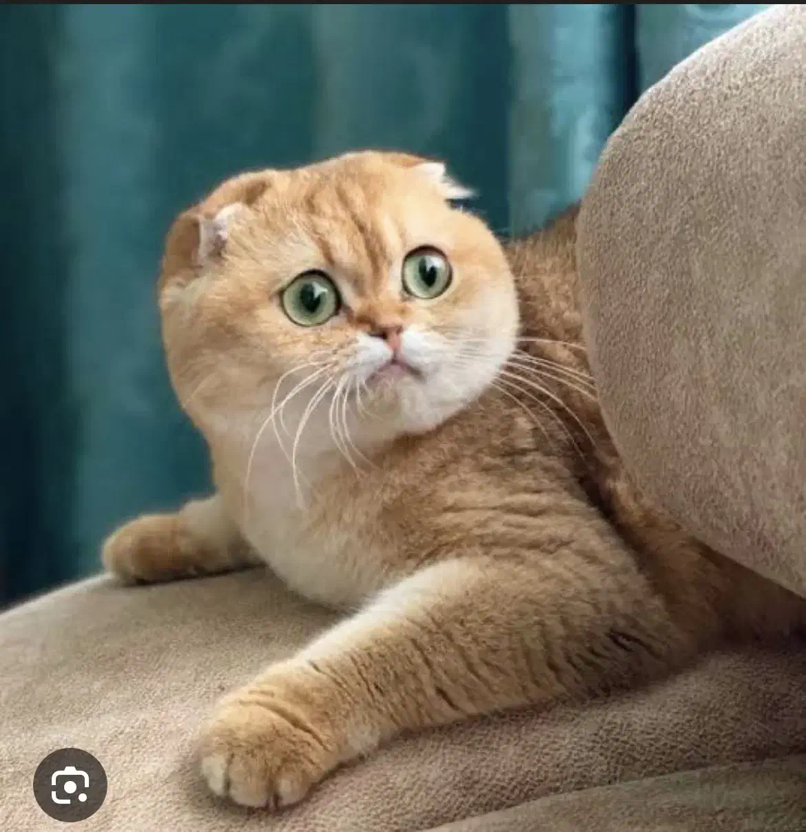 بازارچه اسکاتیش گلد|گربه|تهران, پونک|دیوار