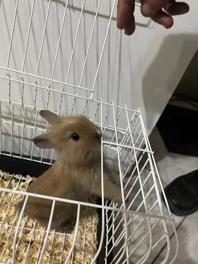 خرگوش لوپ|موش و خرگوش|تهران, هفده شهریور|دیوار