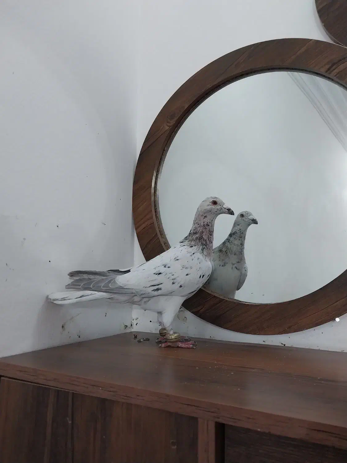 کبوتر سار نر جنگی به شرط تیرشو بازی|پرنده|مشهد, شهید معقول|دیوار