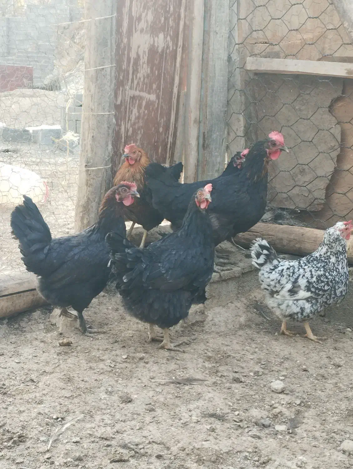 مرغ محلی کرچ شو|حیوانات مزرعه|رودهن, |دیوار