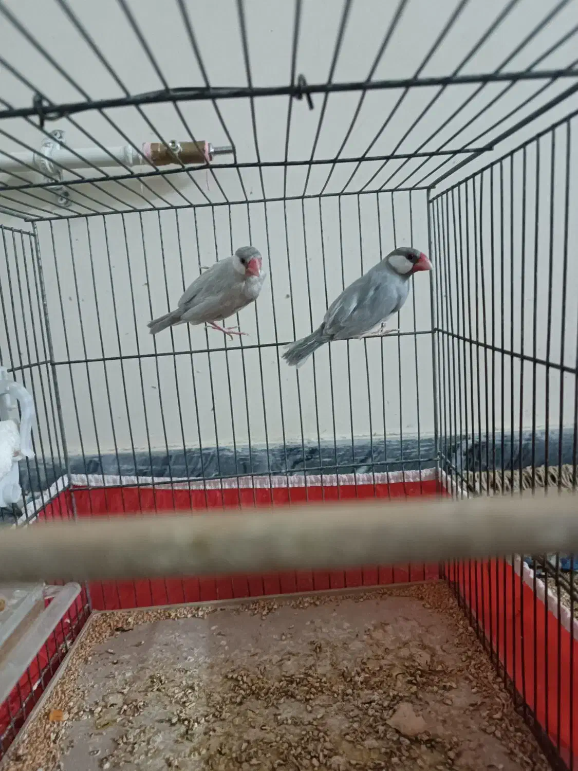 فنچ سیلور|پرنده|بوشهر, |دیوار