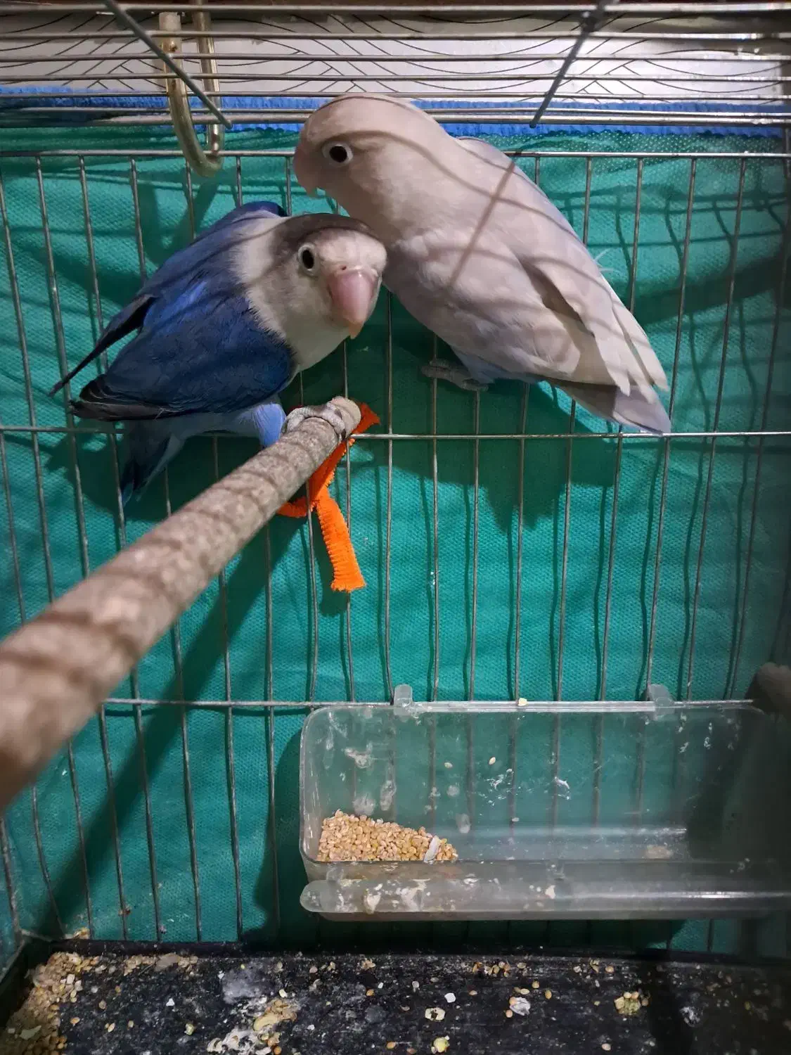 جفت کوتوله|پرنده|یزد, |دیوار