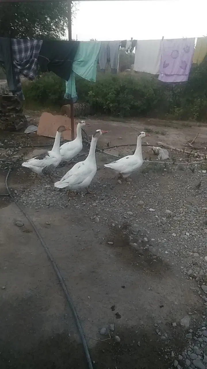 دو جفت غاز سفید خوشگل|حیوانات مزرعه|عنبرآباد, |دیوار