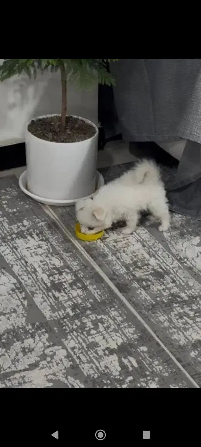 سگ پامرماده رایگان|سگ|دزفول, |دیوار